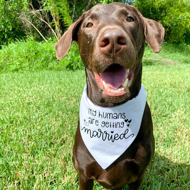 will you marry me dog bandana
