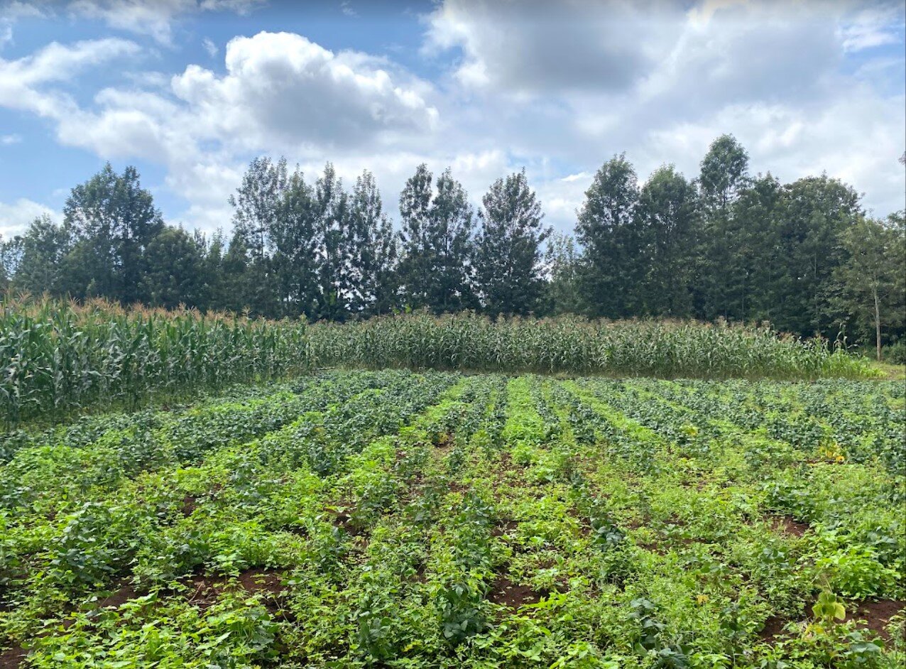 Kenya corn 3.jpg