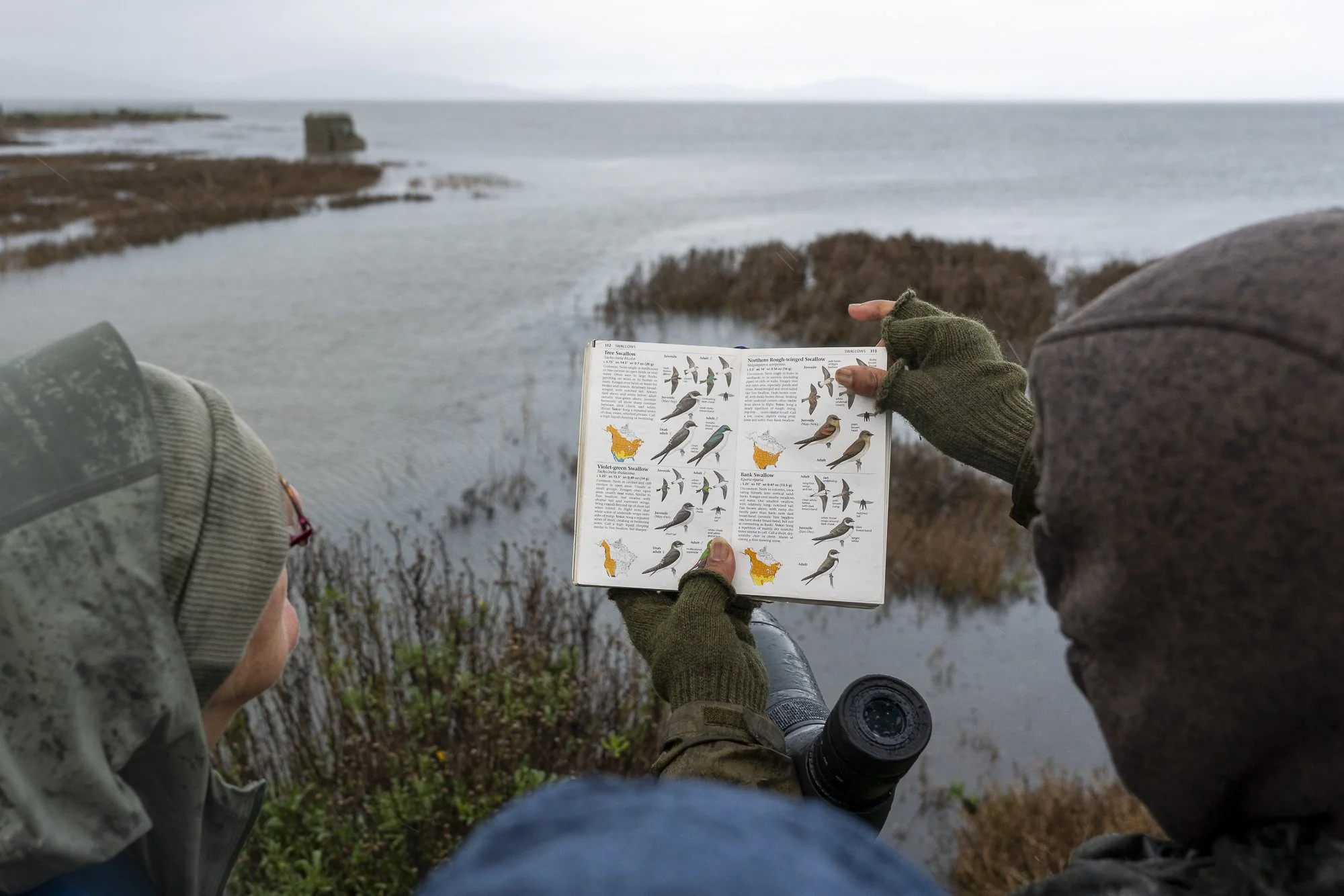 birdcount_1.3.26_mtierney.45.jpg