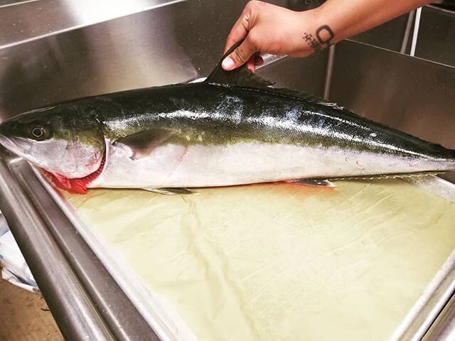 Dosen't get more local than this! 20+ lb yellowtail. Only out of the water for 3 hours.