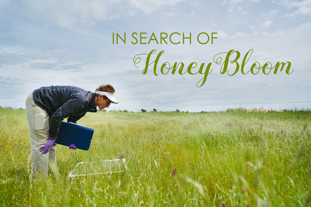 In Search of Honey Bloom 