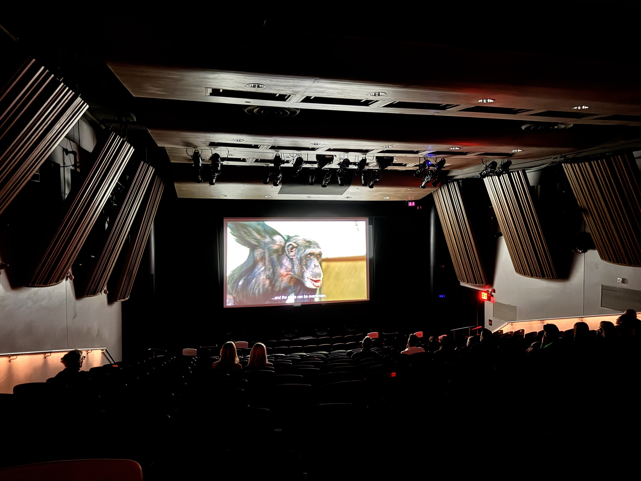 Ape to Ape 2 - Photo by Philip Johnson.jpeg