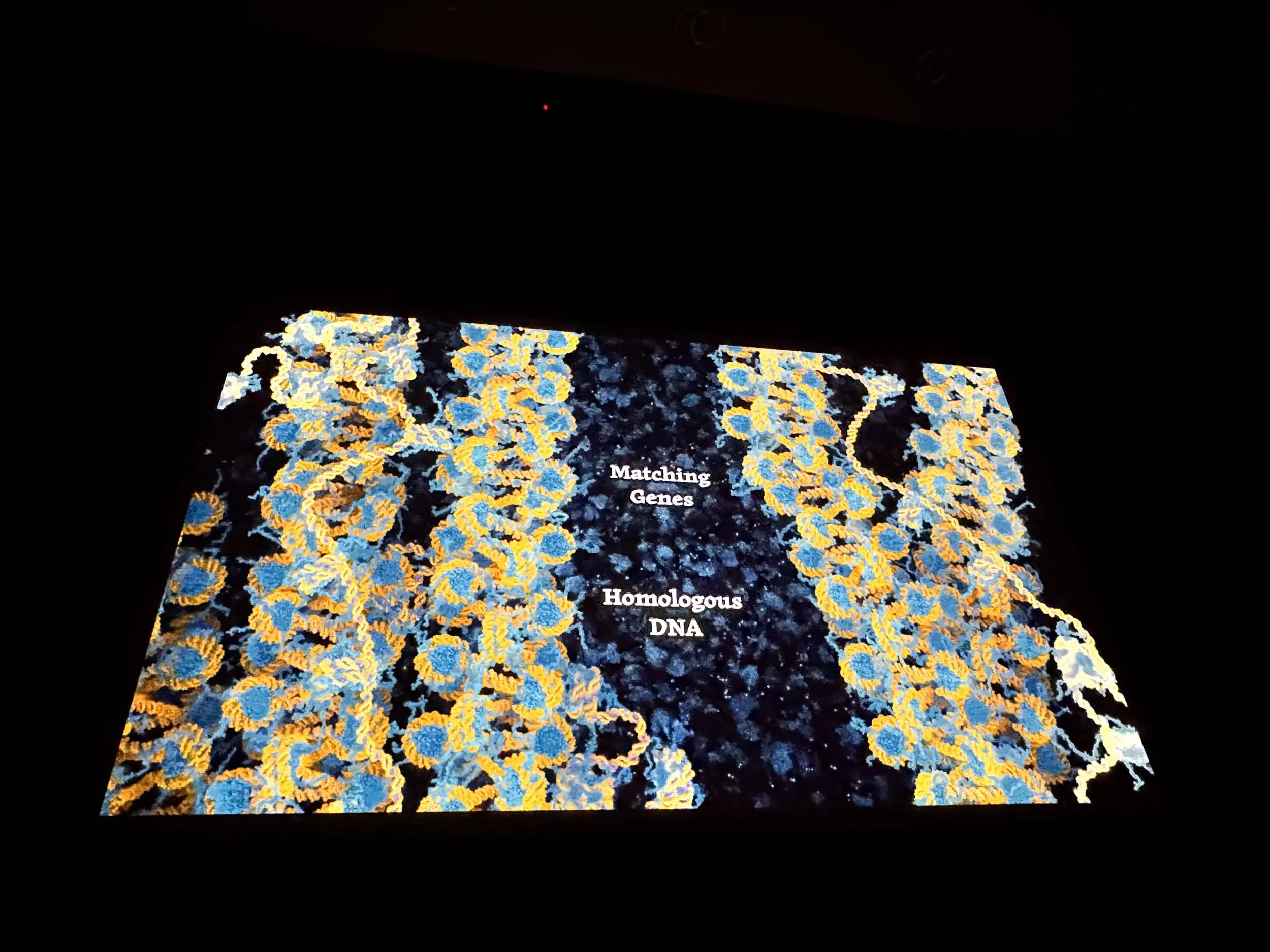 DNA Repair - Photo by Philip Johnson.jpeg