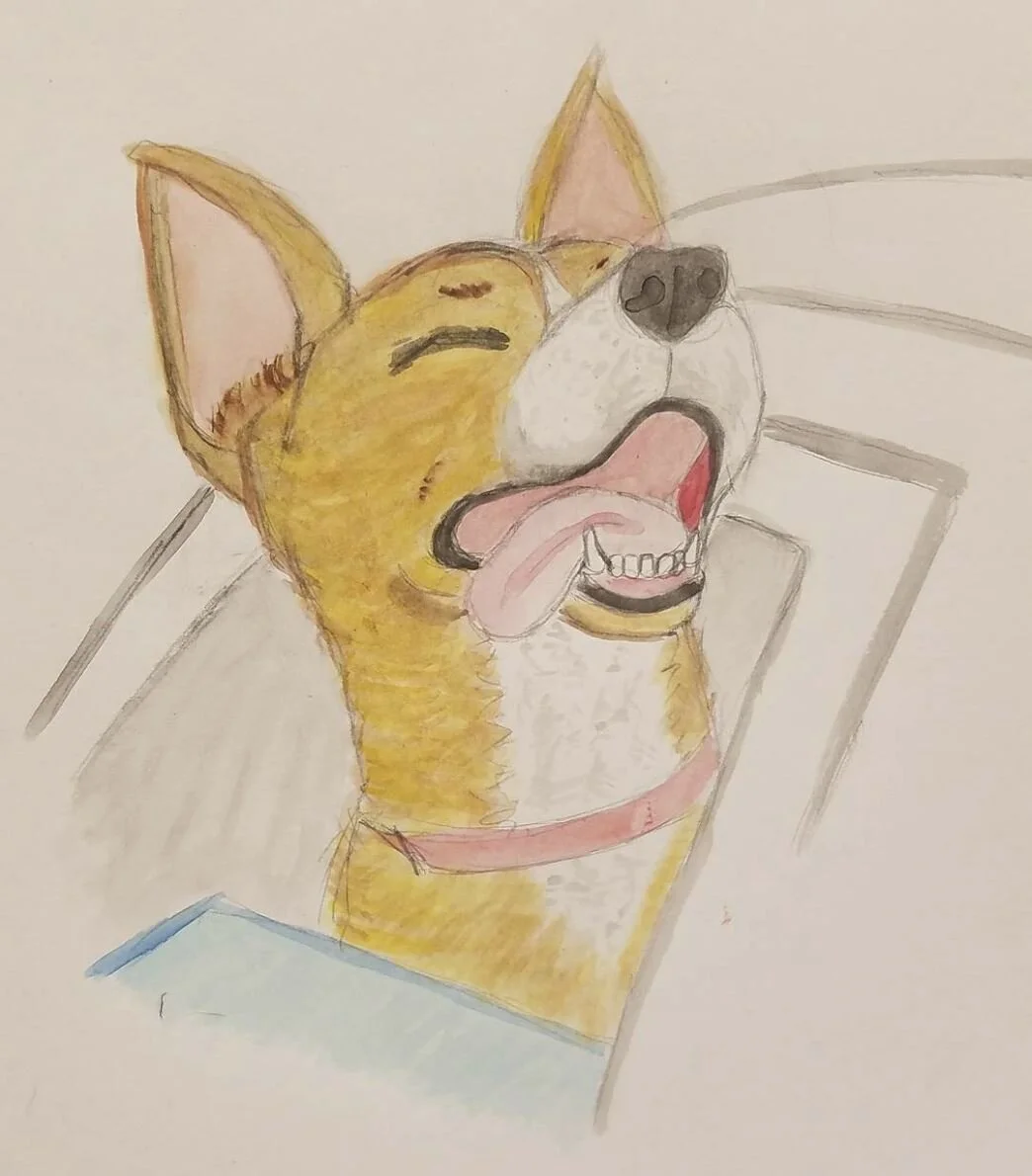 Gala in a Car Window, Jan. 2018