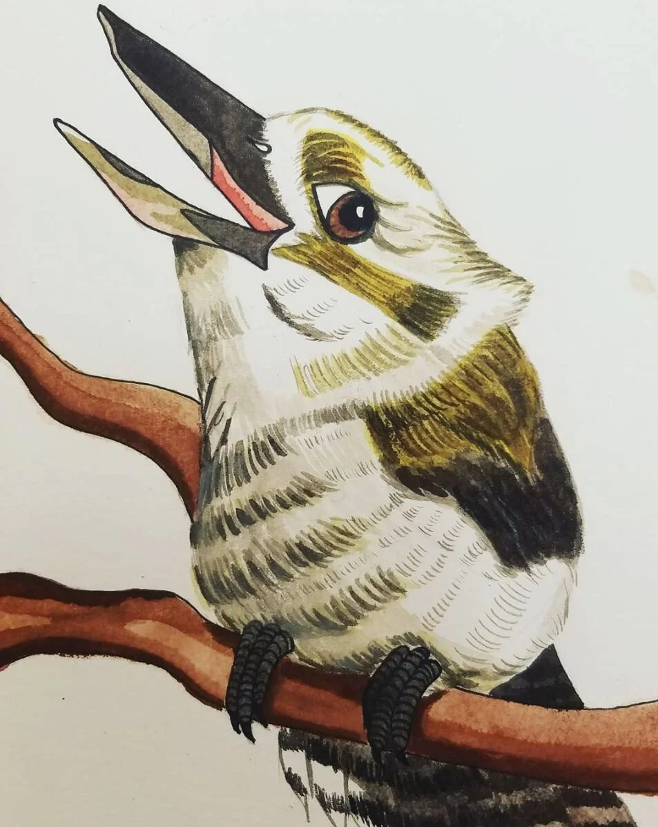 Kookaburra, Oct. 2017