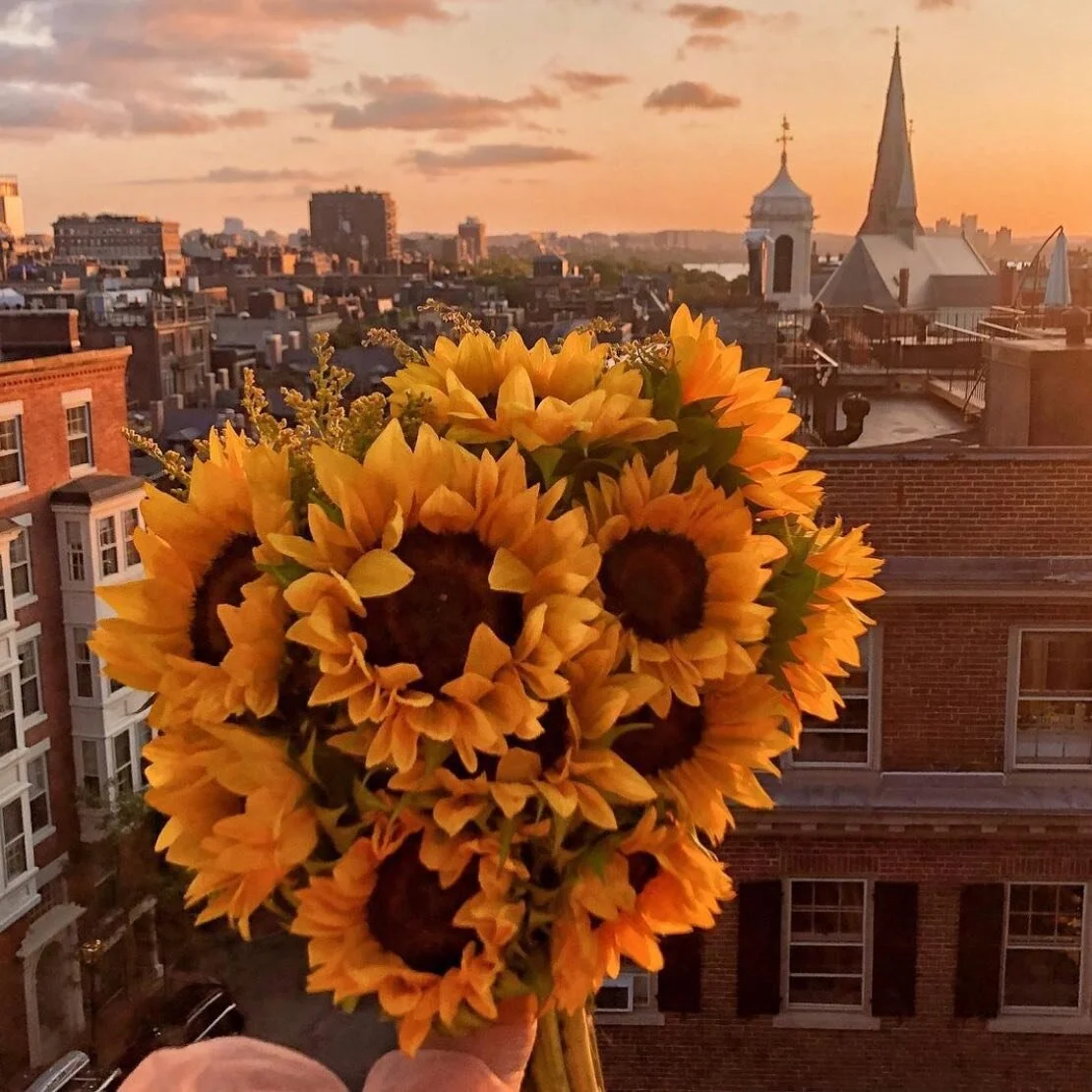 This glorious sunset with these forever joyful, sunflowers 💕🌻. 

I love sunflower seeds in my salad and in my skincare! The sunny coloured oil that the seeds produce, is such a calming, soothing and gentle plant oil. 

Beautiful for sensitive skins