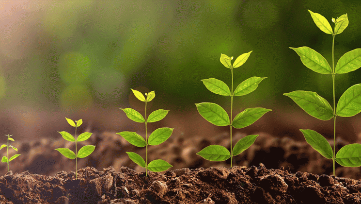 Stewarding Stories to Stimulate Growth