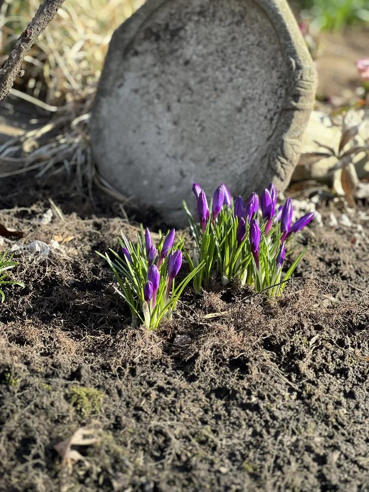 Crocuses or President's Day - Le Garage Newsletter 3.3-23