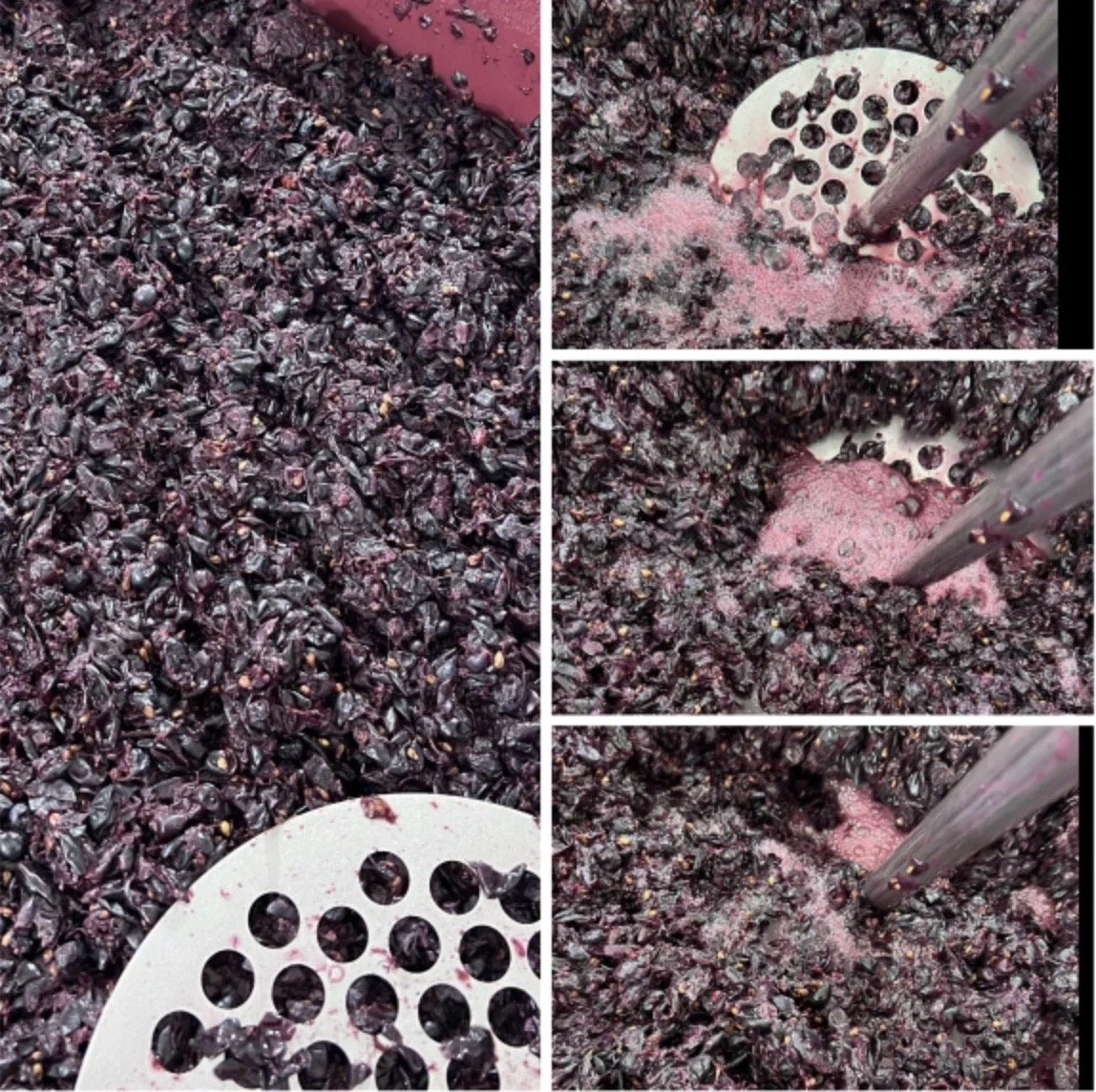 Fermentation Experience - 11.3.23