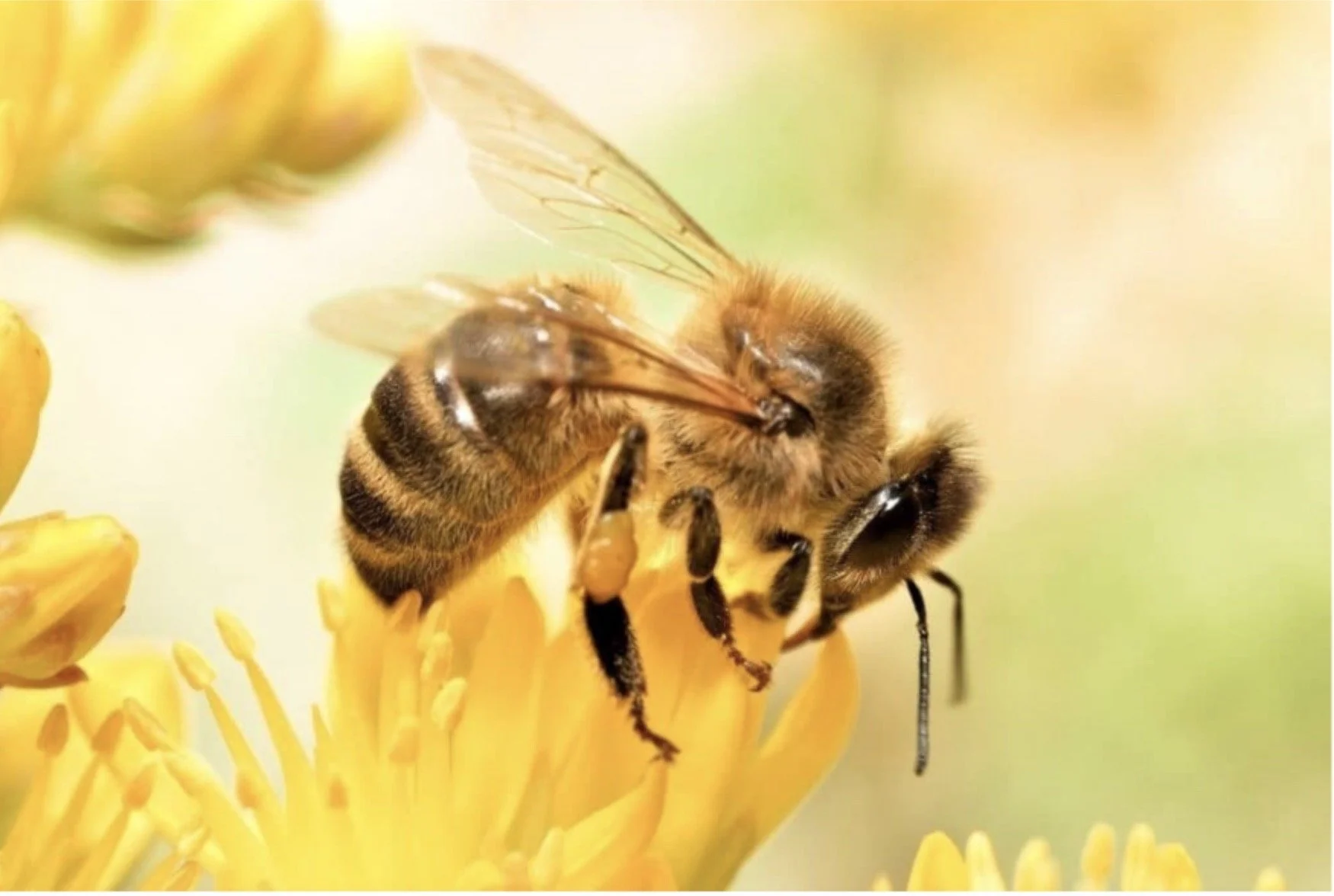 Honey, It Matters!  10.8.23