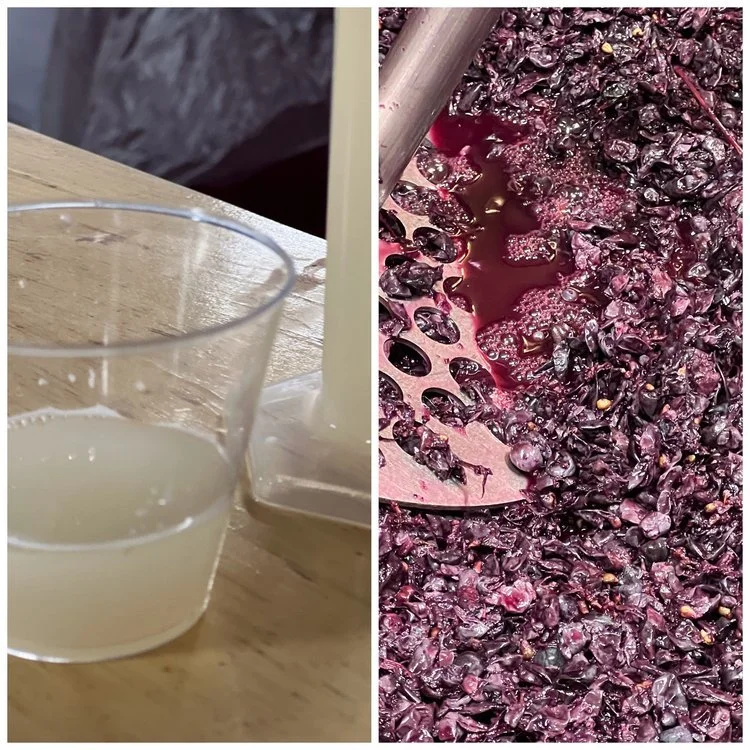 Fermentation, Ivy, and Ken's Snacks - 6.7.24