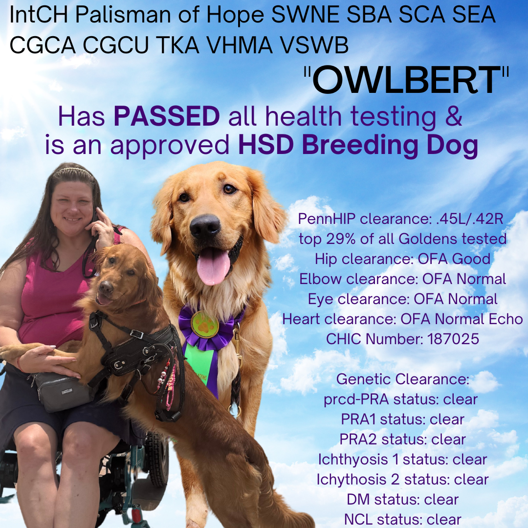 Owlbert has passed all health testing and is an approved HSD Breeding Dog