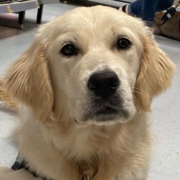 Scholarship for Service Dog Secrets-Online School 2021