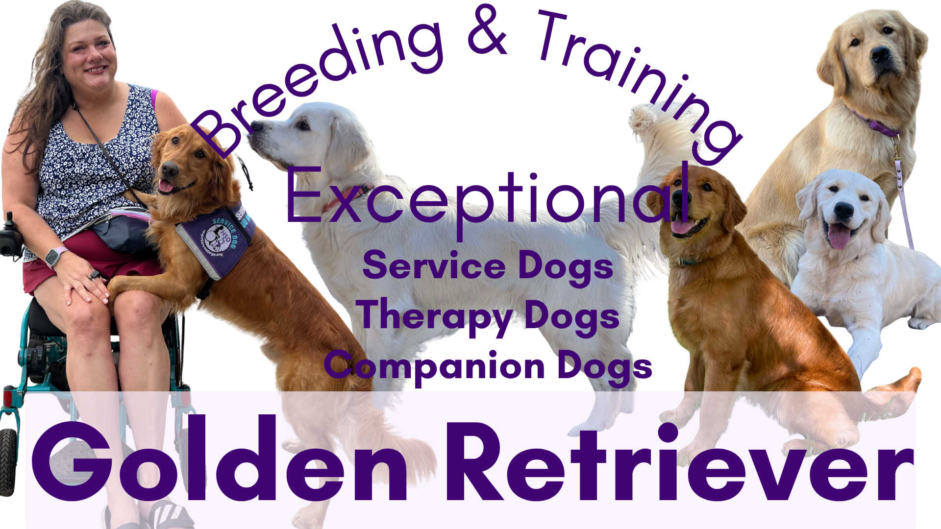 Breeding & Training Golden Retriever service dogs