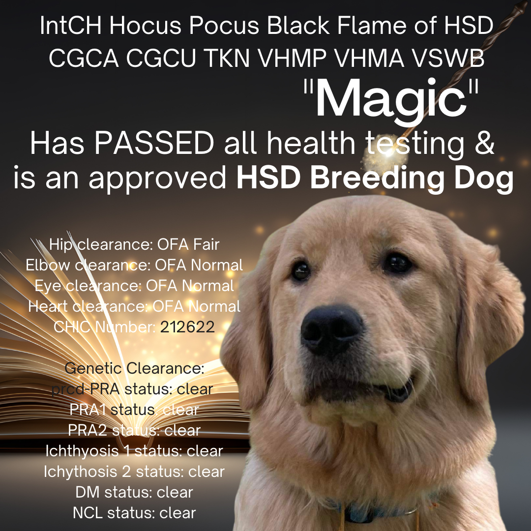 Magic has passed all health testing and is an approved HSD breeding dog