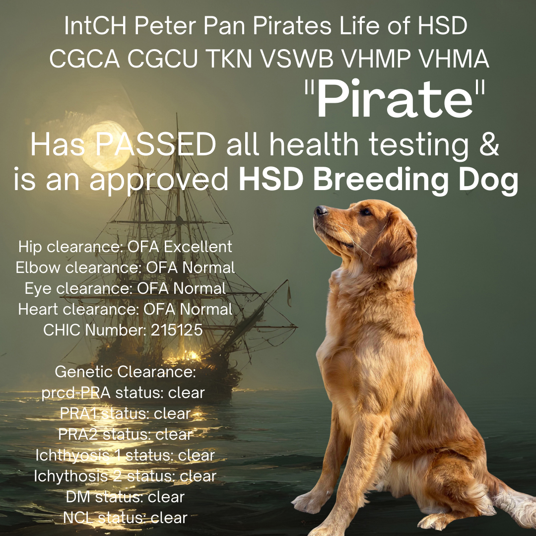 Pirate has passed all health testing and is an approved HSD breeding dog