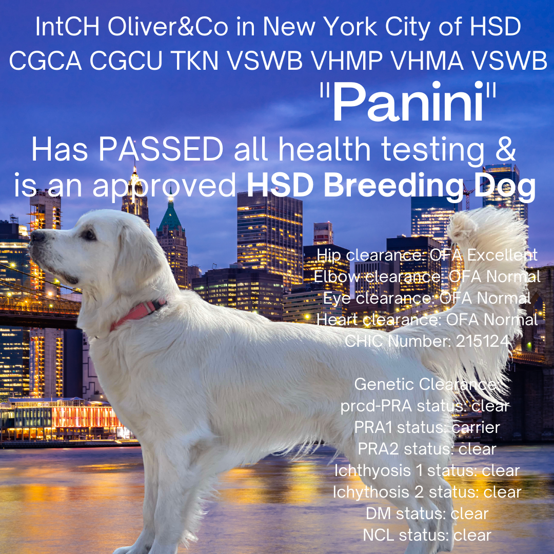 Panini has passed all heath testing and is an approved HSD breeding dog