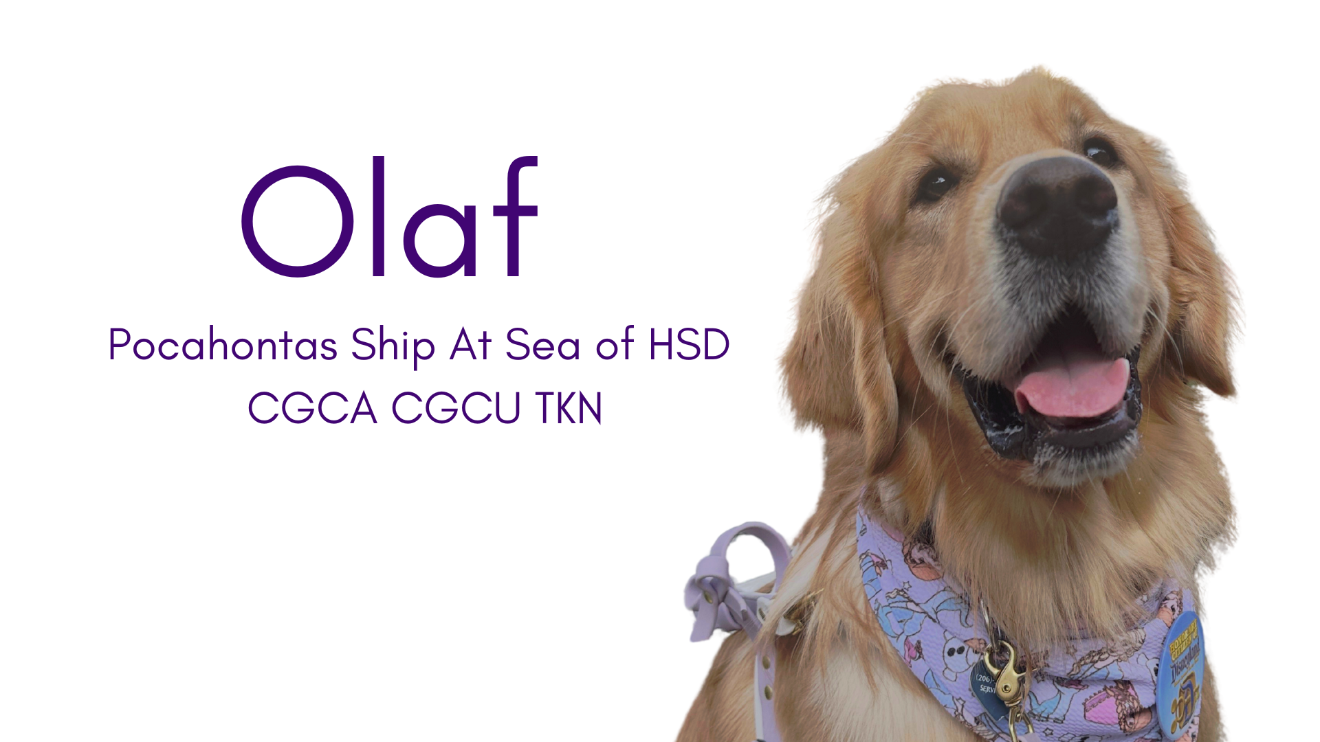 Olaf is an approved HSD breeding dog
