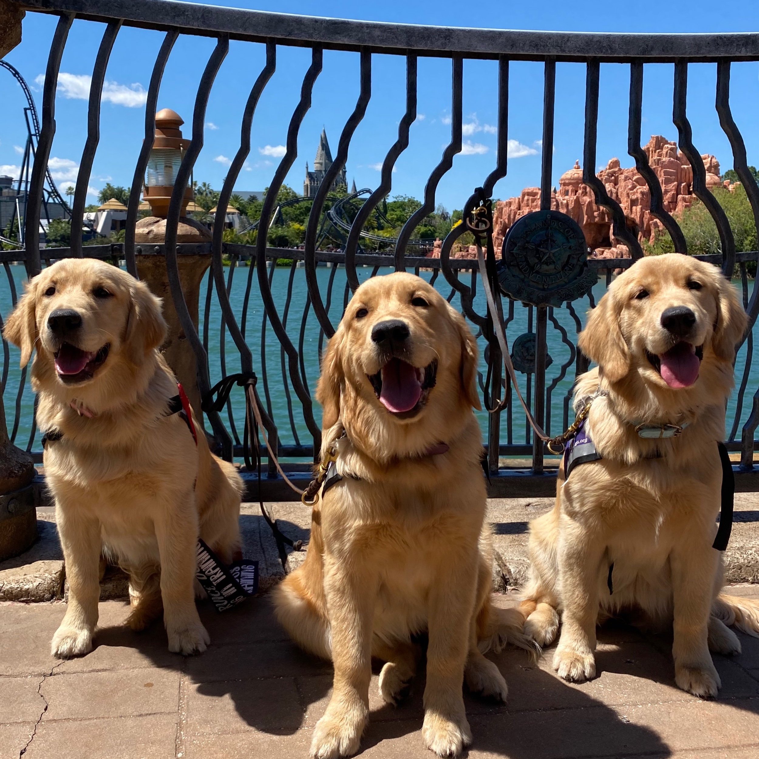 are golden retrievers good service dogs