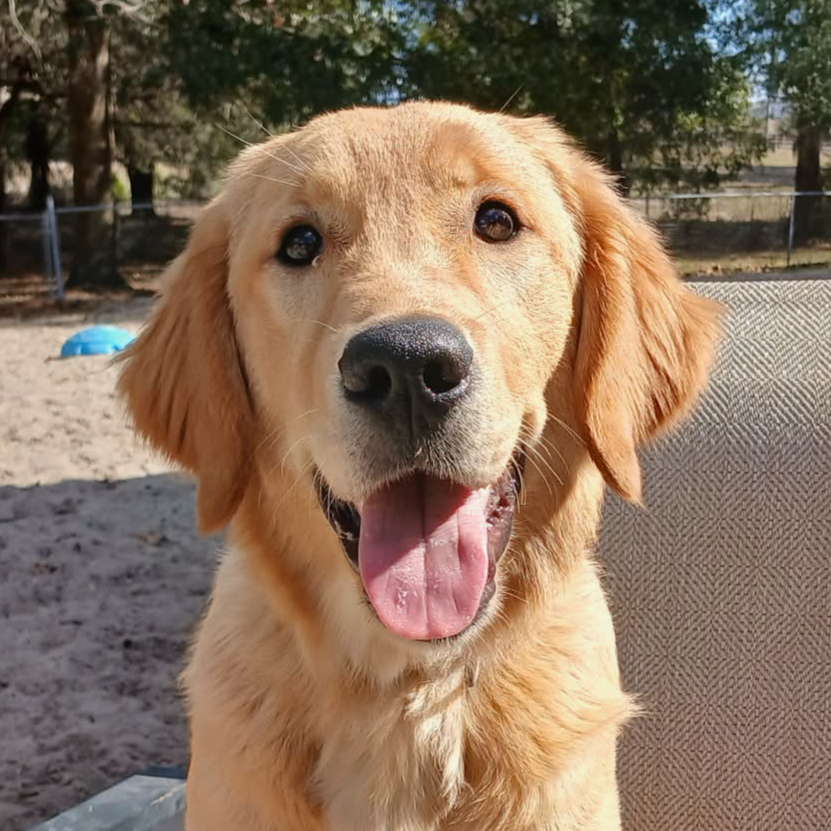 Saffron is the dream blend of Princess & Owlbert