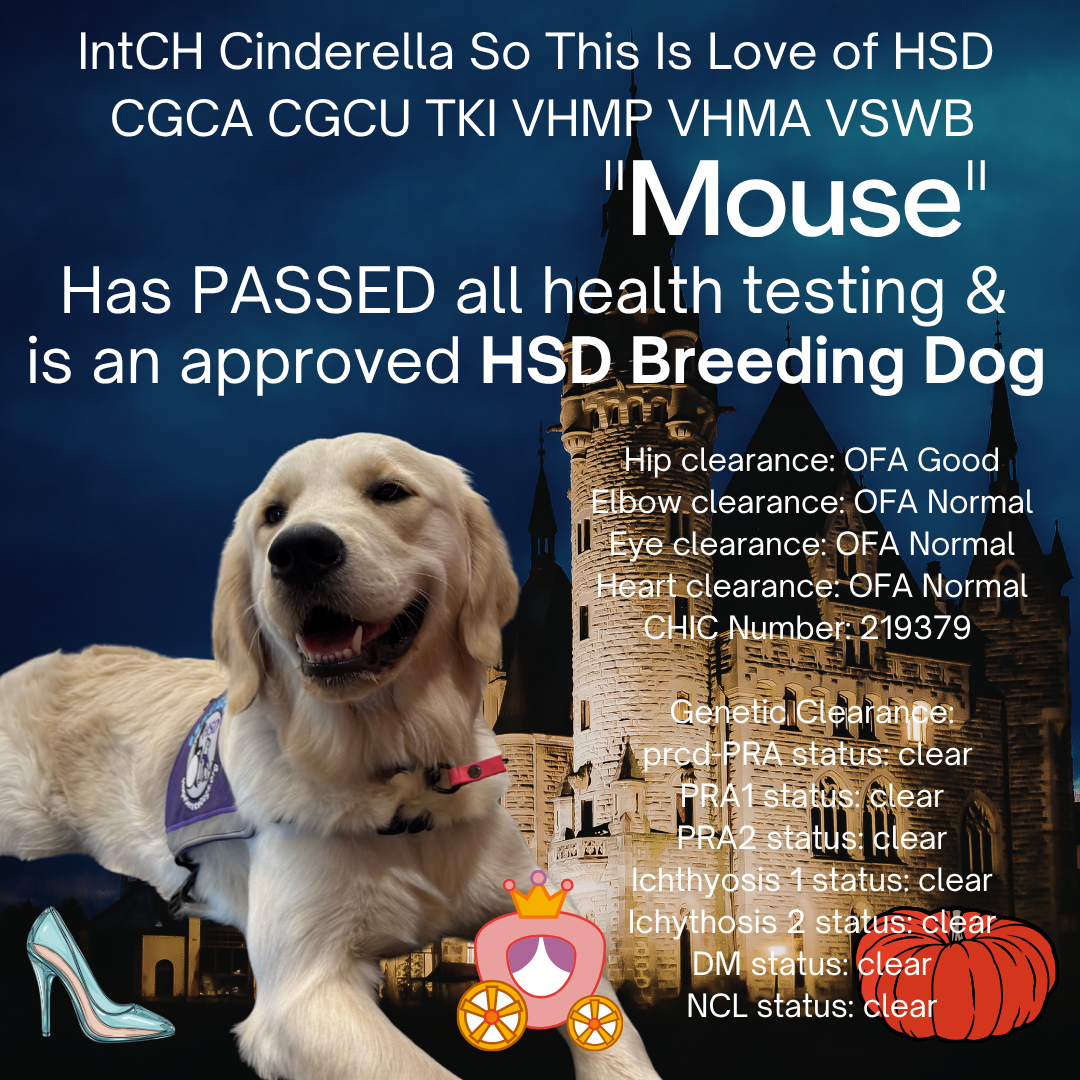 Mouse has passed all health testing and is an approved HSD breeding dog