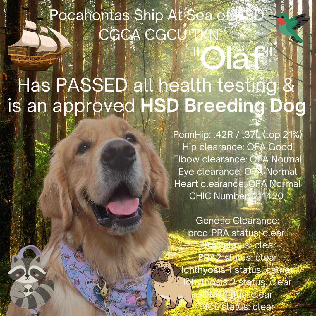 Olaf is an approved HSD breeding dog