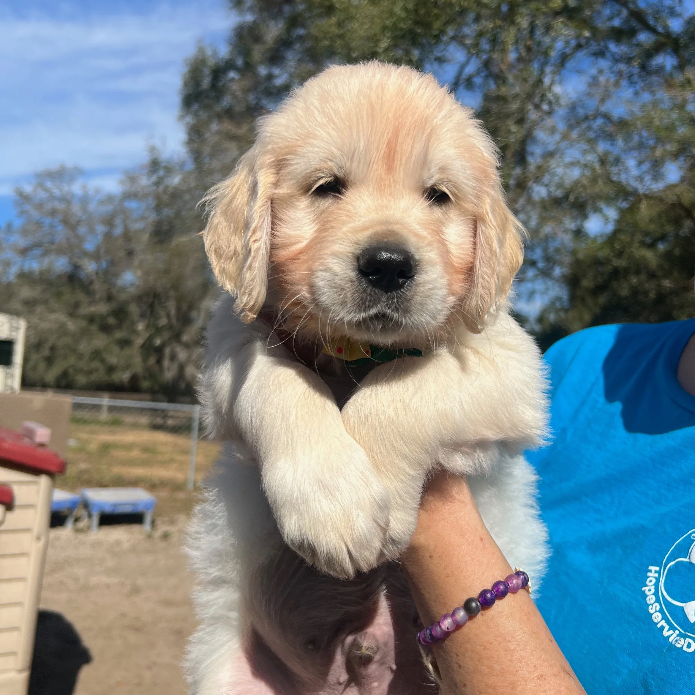 I'm looking for a golden retriever puppy