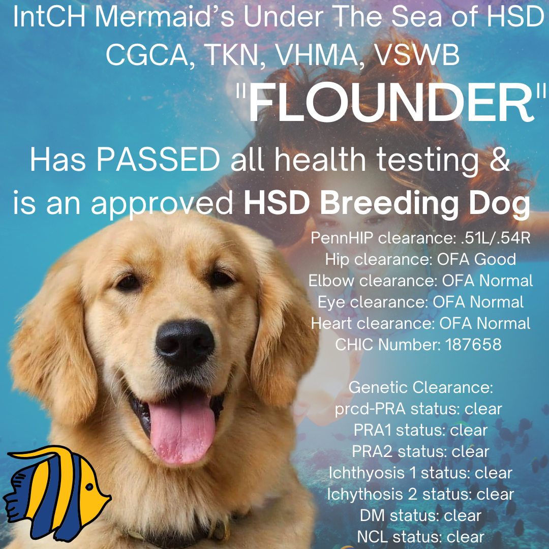Flounder — Hope Service Dogs, Inc