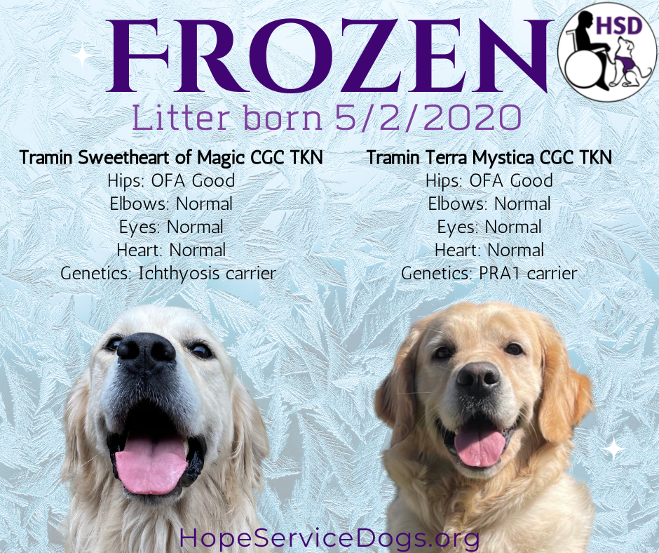 Frozen Litter 2020