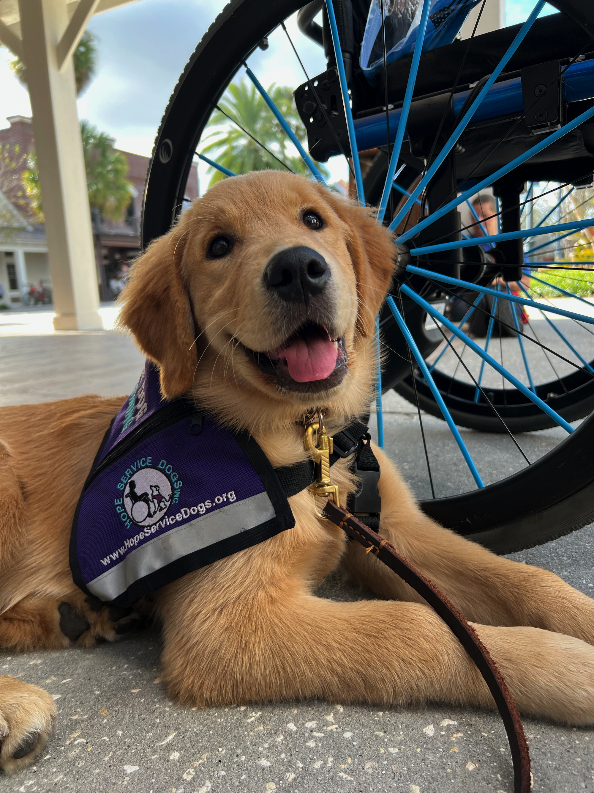 Service Dog in training beside a wheelchair