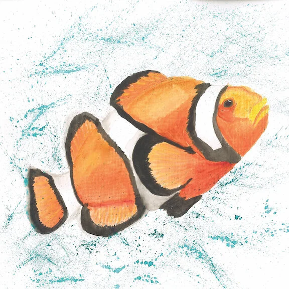 Clownfish Original  