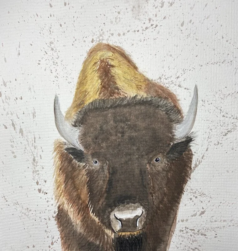 Bison