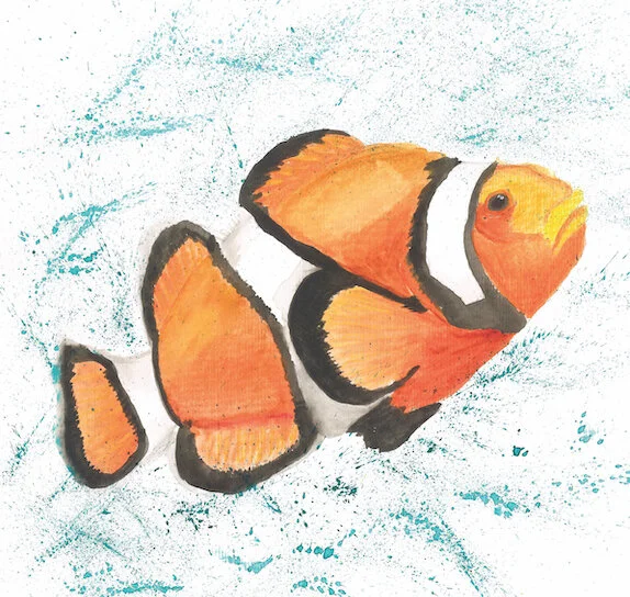 Clownfish