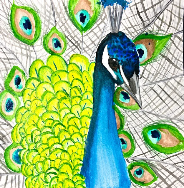 Peacock Painting Printed or Canvas Acrylics Austin Fabinski Michigan.jpg