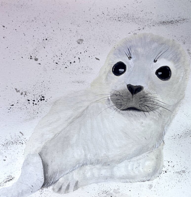 Baby Seal