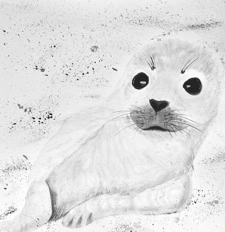 Baby Seal