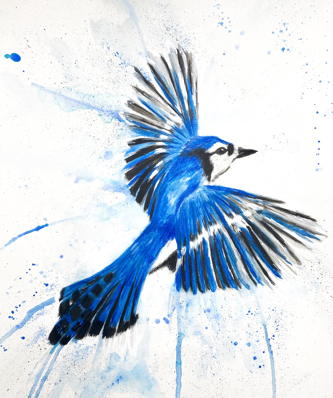 Flying Blue Jay — Austin Fabinski Art