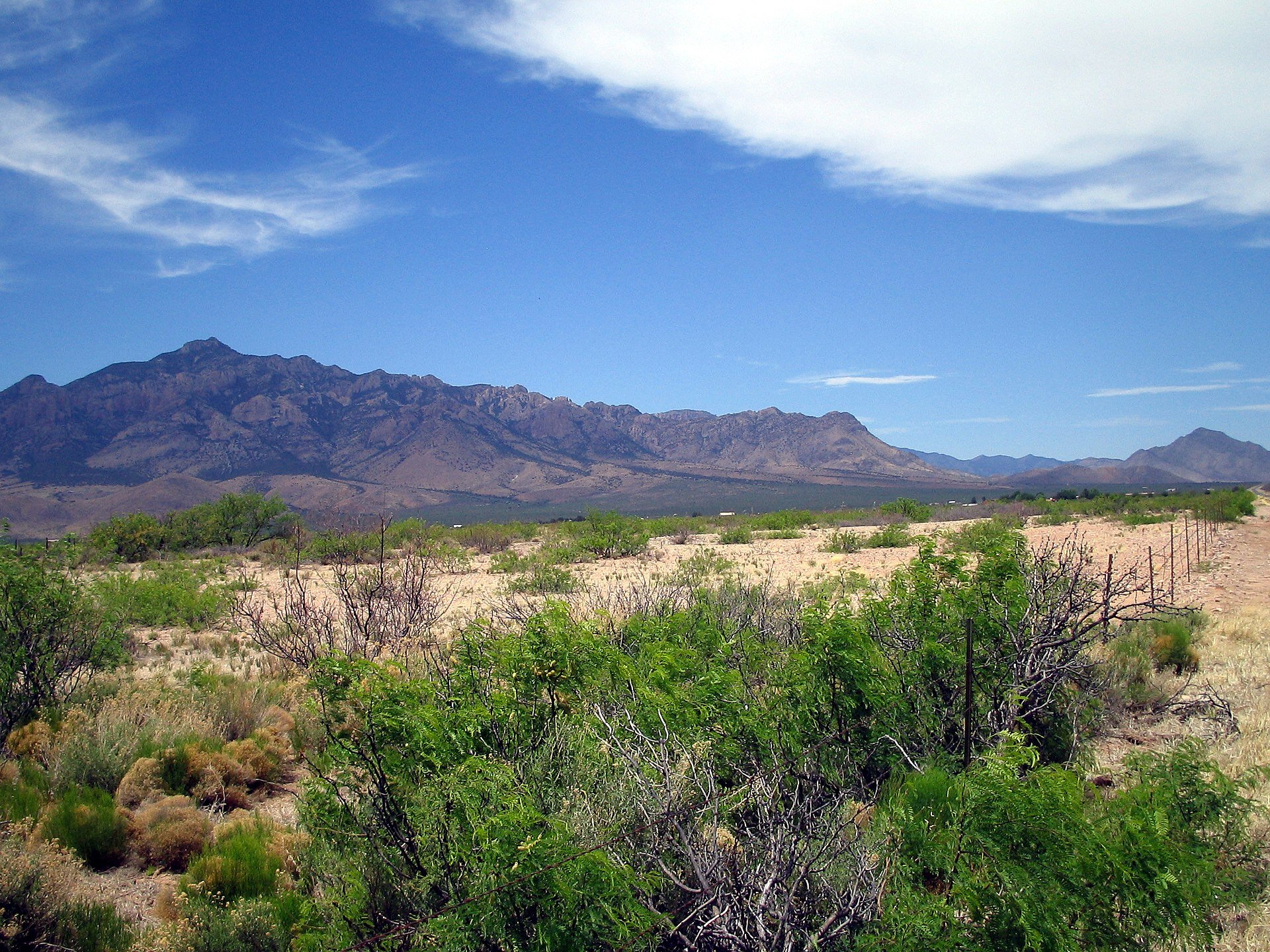 Douglas chiricahua Mountains.jpeg