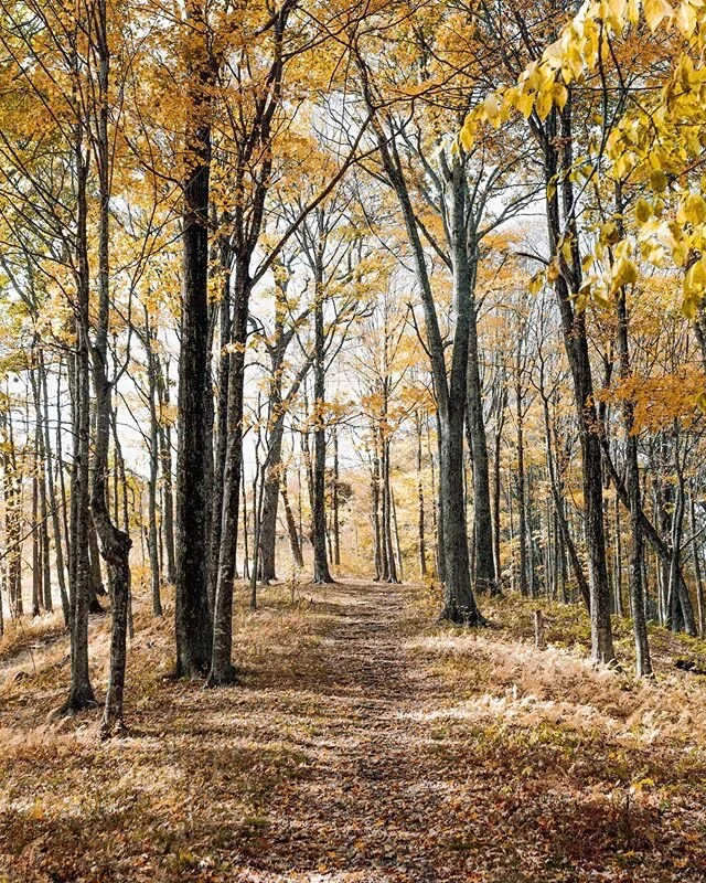 Strolling in the woods is a great way to clear your mind, just be weary of the locals 🐻🦊🐺🐿
&bull;
&bull;
&bull; &bull;
&bull;
&bull;
&bull;
#landforsale #vacantland #parcel #landinvestment #landgeek #land #cheapland #propertyforsale #hunting #dee