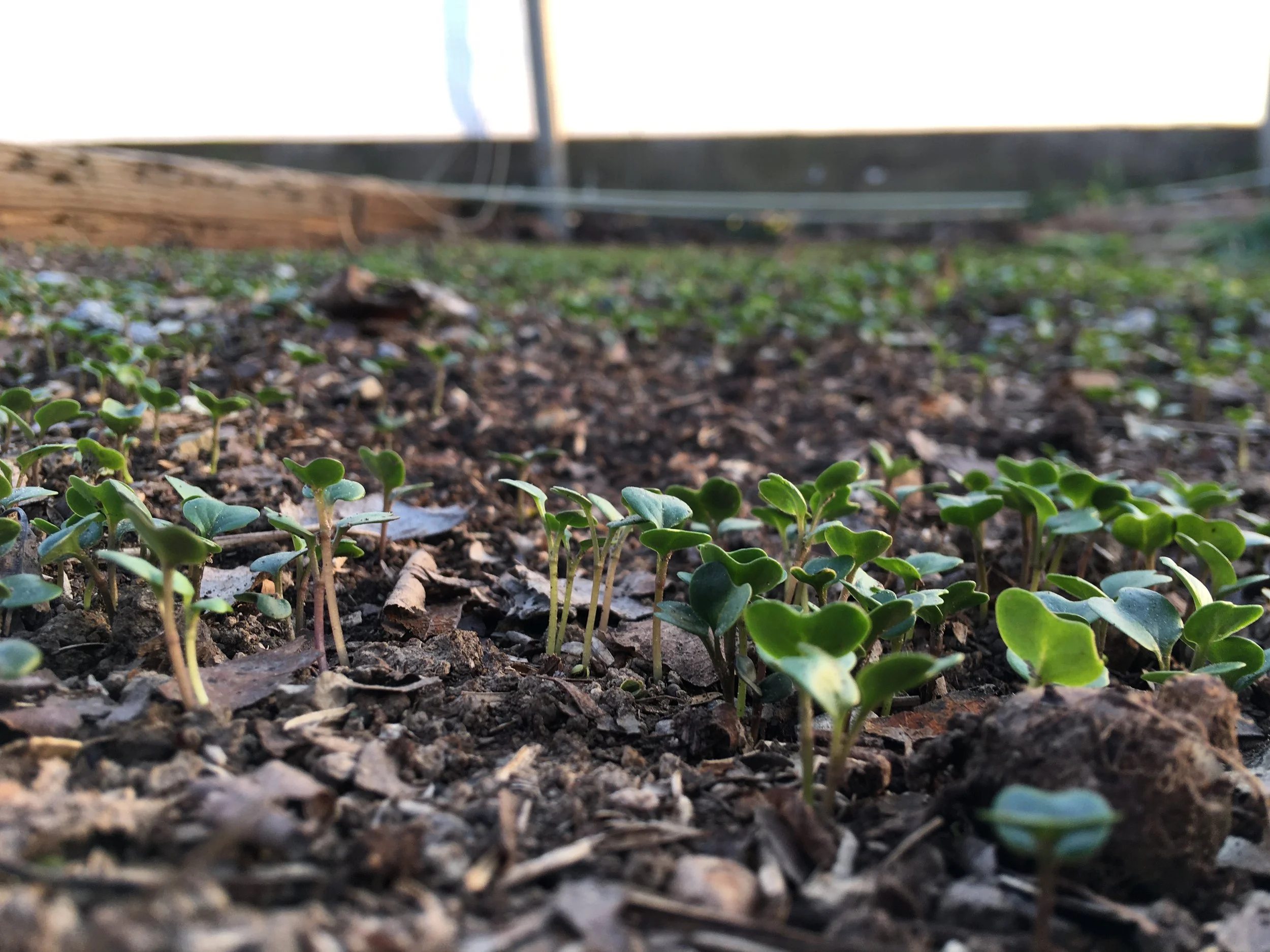 Member Meditations: Gardens of Resurrection