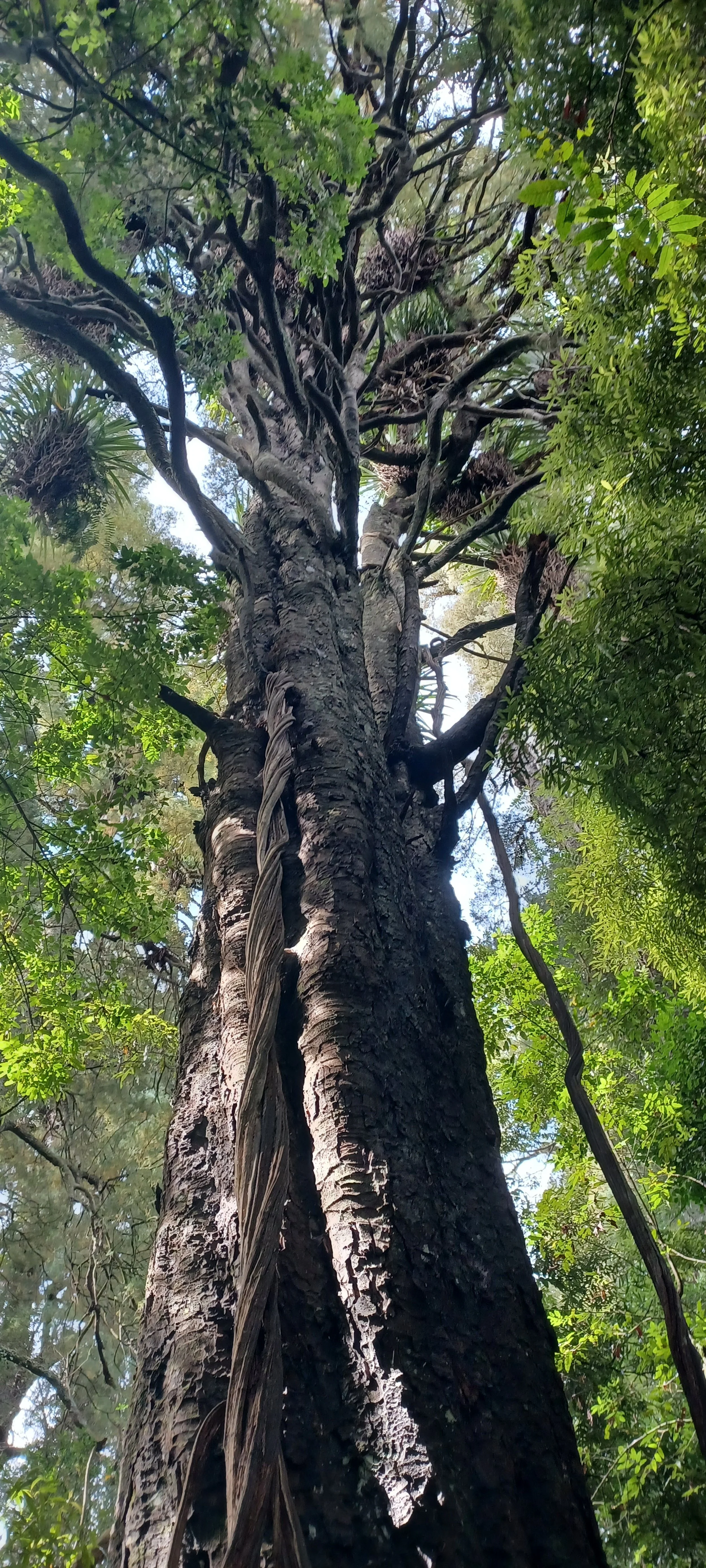FOREST | FOR-REST