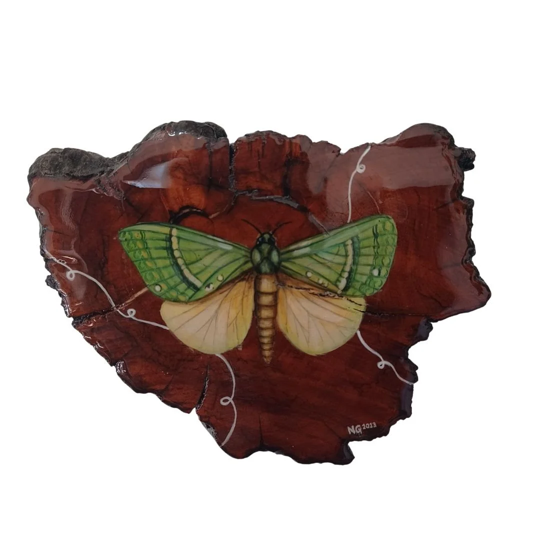 Maire Puriri Moth.jpg