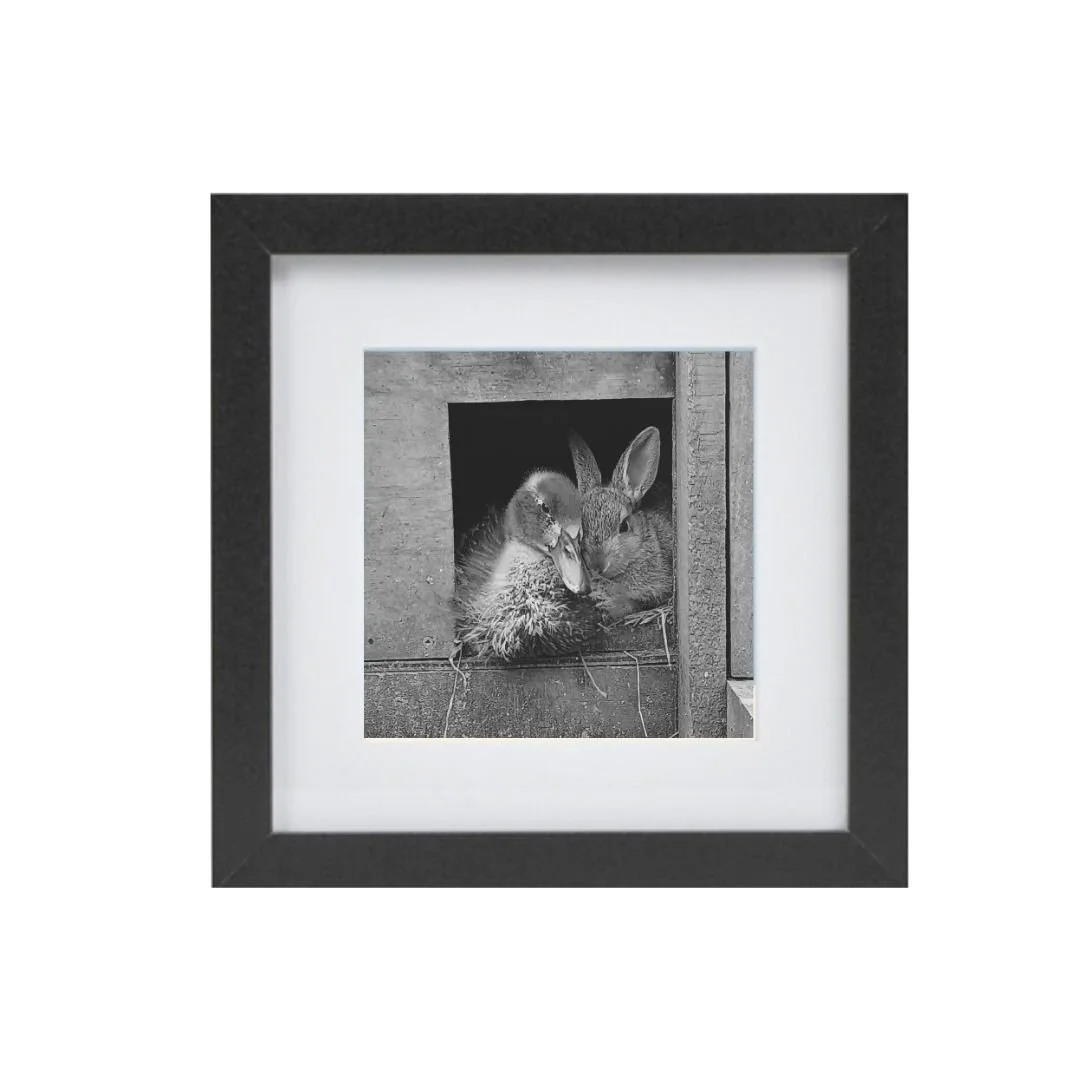 Duck and Rabbit black small.jpg