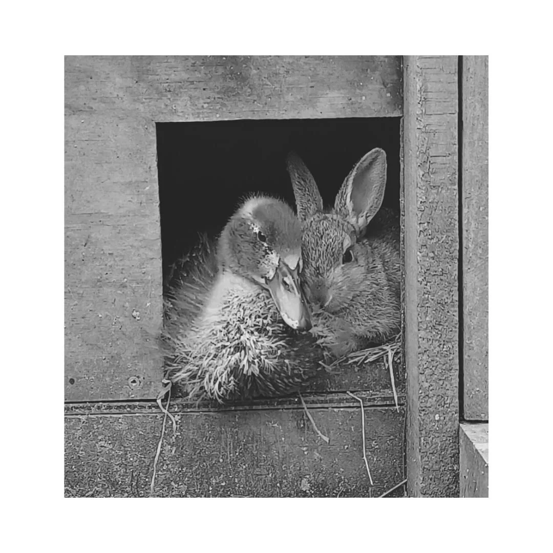 Duck and Rabbit.jpg