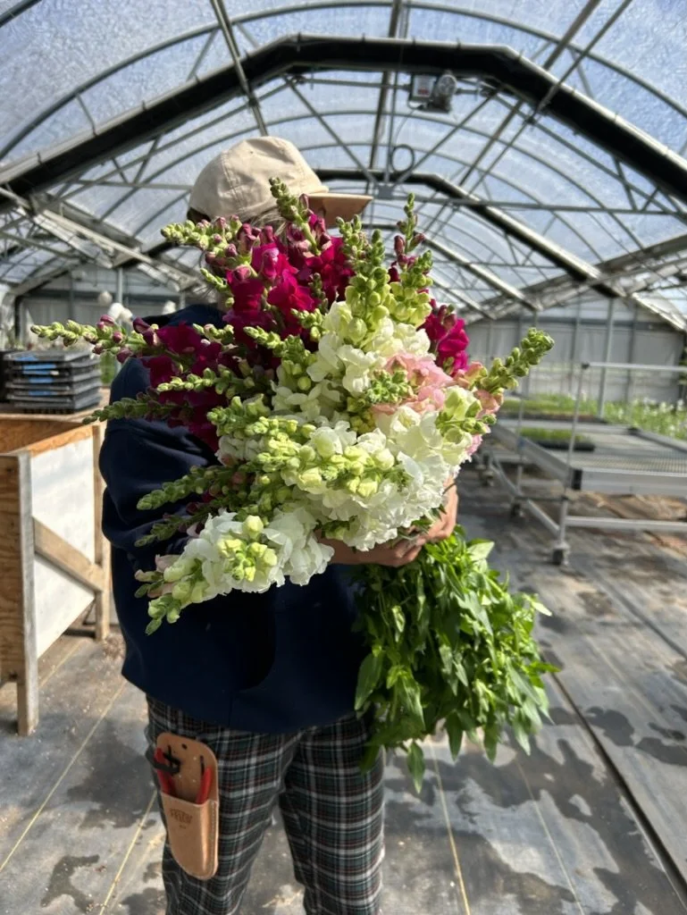 armload of fresh cut flowers from organic flower farm in Canon City Colorado.