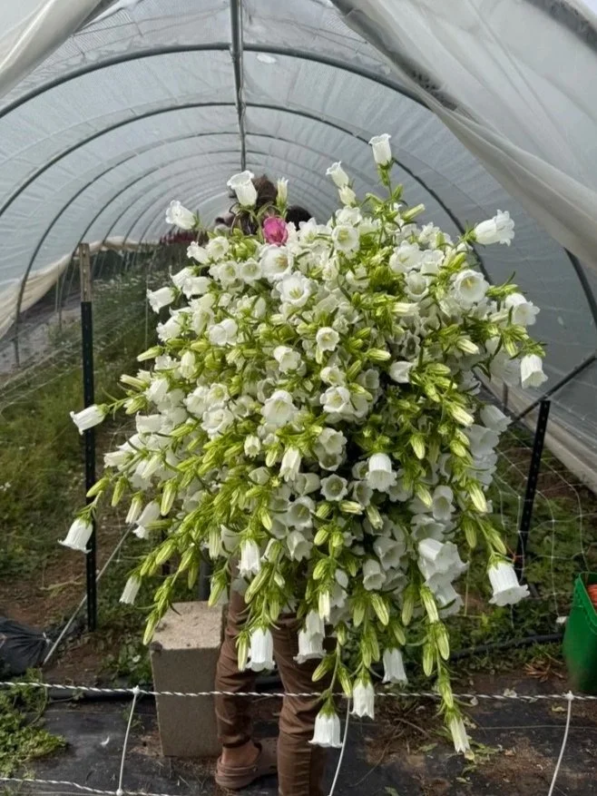 Seasonal spring flowers from sustainable flower farm in Colorado.
