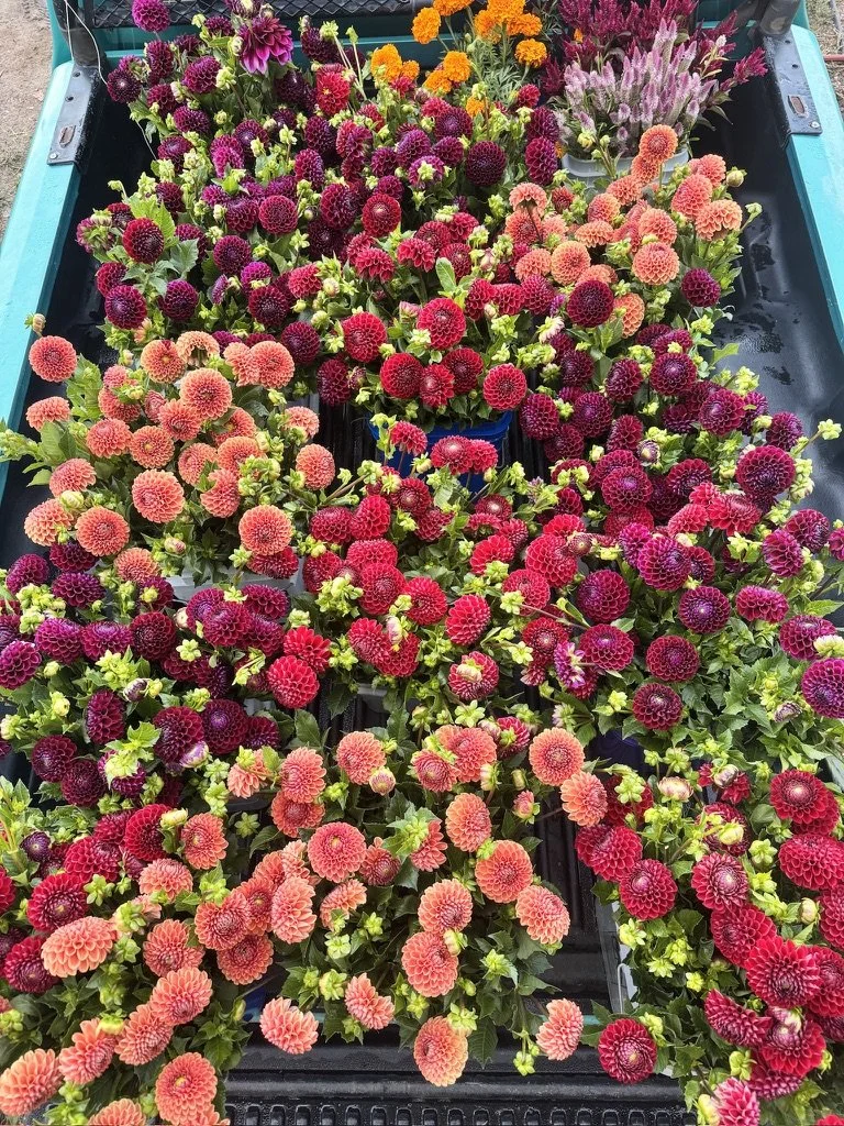 Organically Grown dahlias fresh from our Canon City, Colorado flower farm.