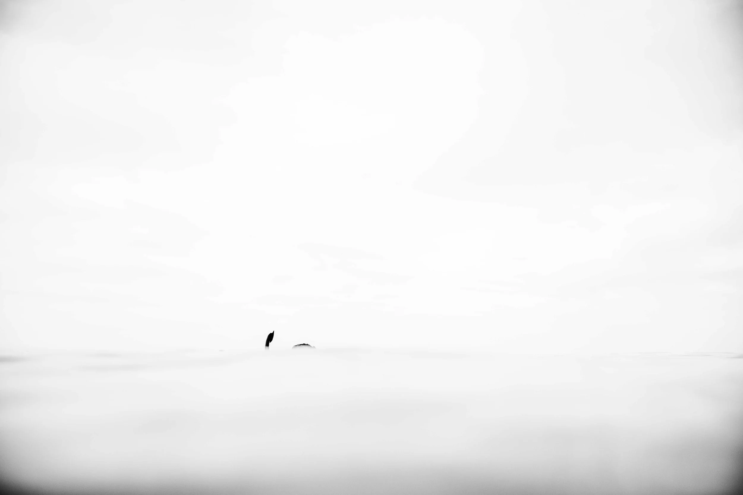 SALA 2025 - Seafaring Fools - Lost.jpg