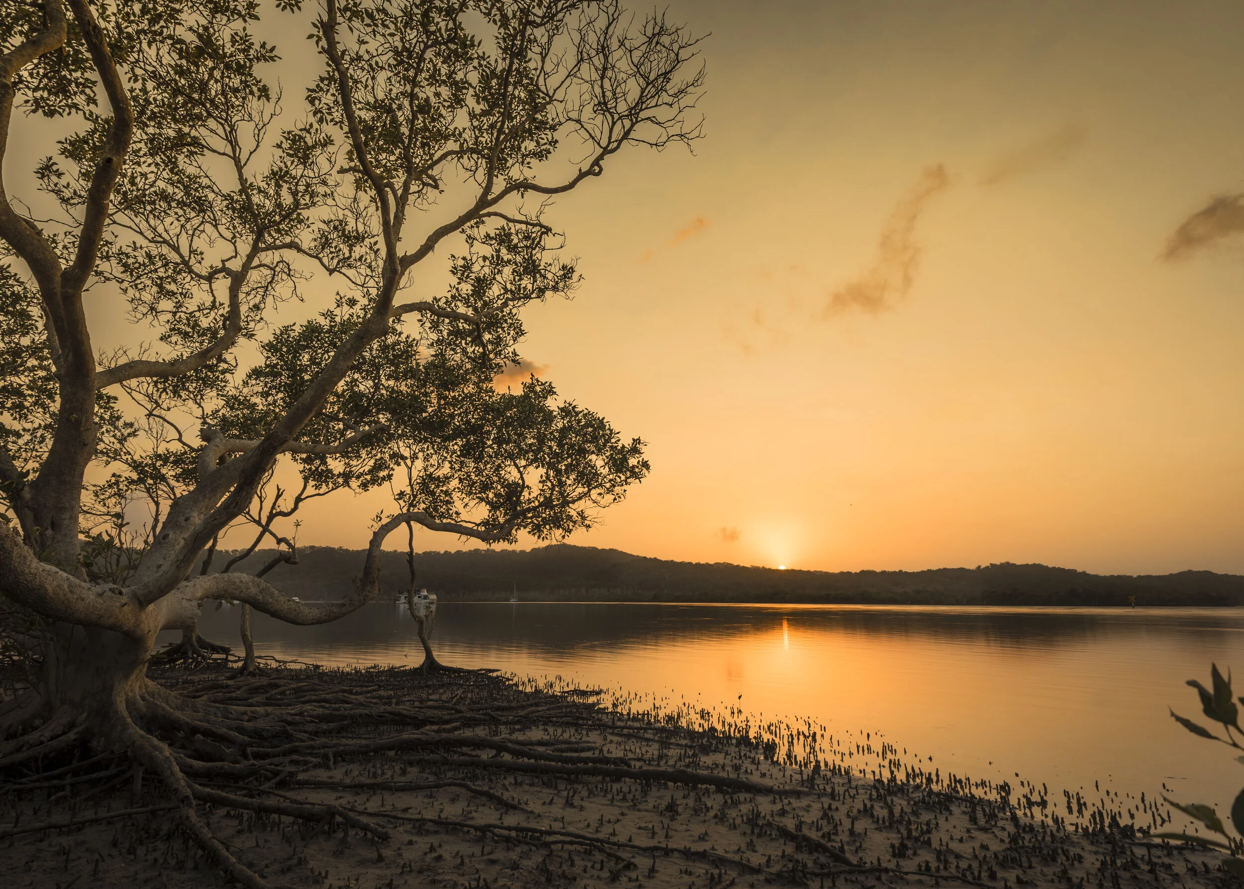 Russel Island mangrove sunrise