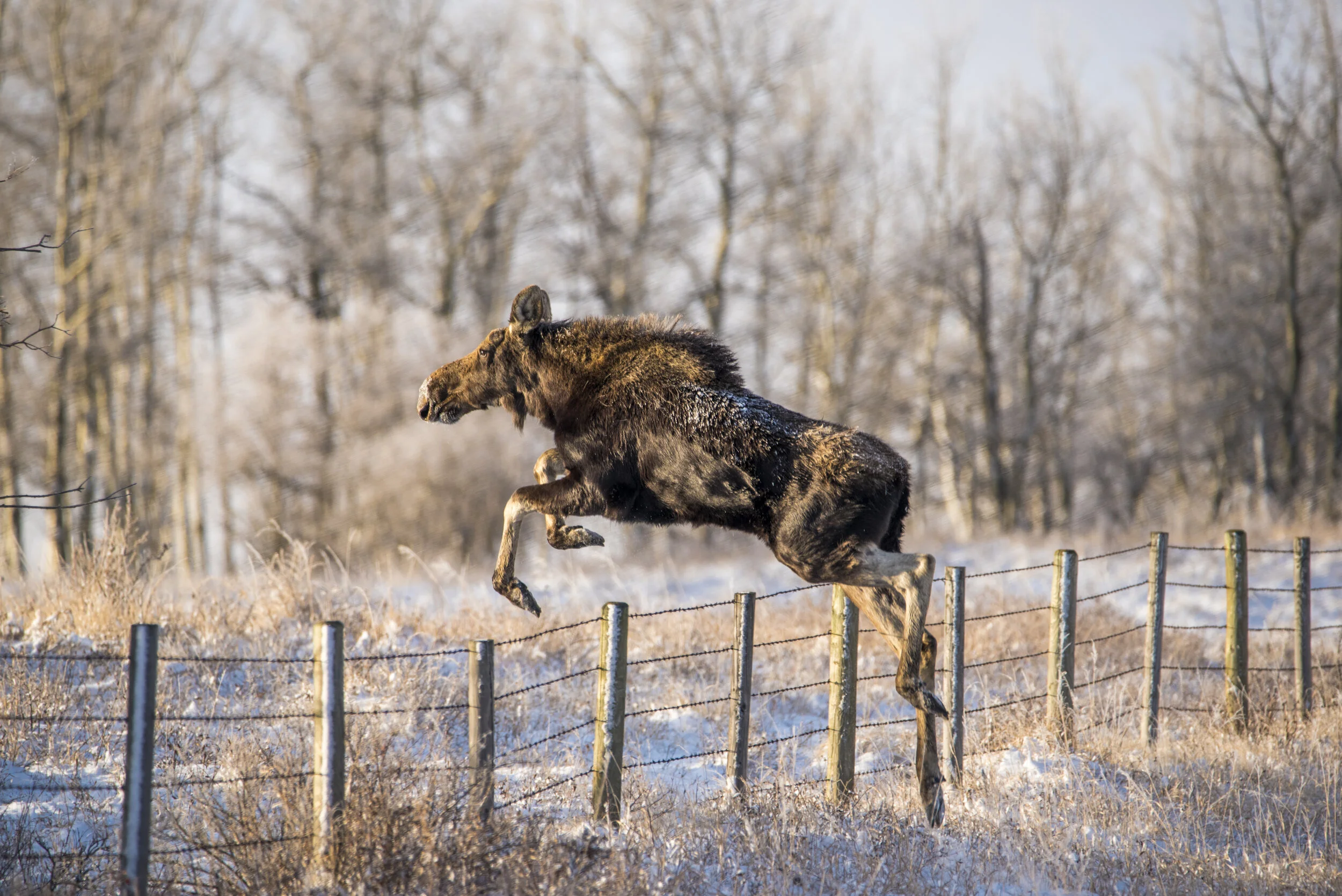 Bull Moose leap